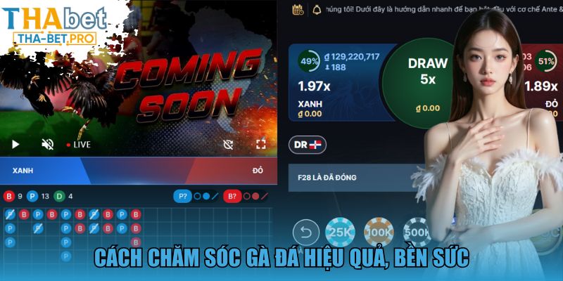 Cách chăm sóc gà đá hiệu quả, bền sức