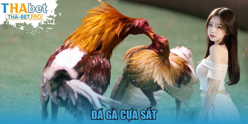 đá gà cựa sắt