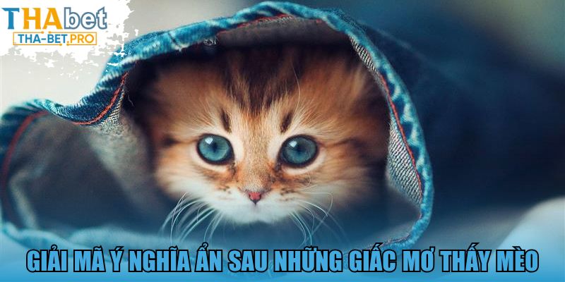 Giải mã ý nghĩa ẩn sau những giấc mơ thấy mèo