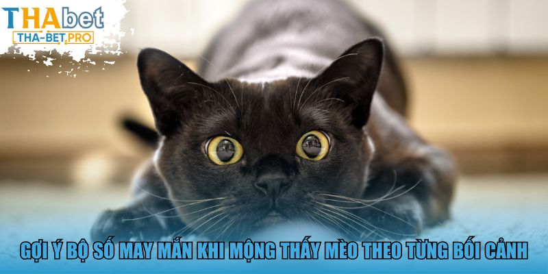 Gợi ý bộ số may mắn khi mộng thấy mèo theo bối cảnh