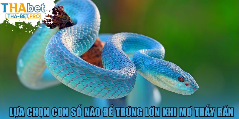 Lựa chọn con số nào để trúng lớn khi mơ thấy rắn