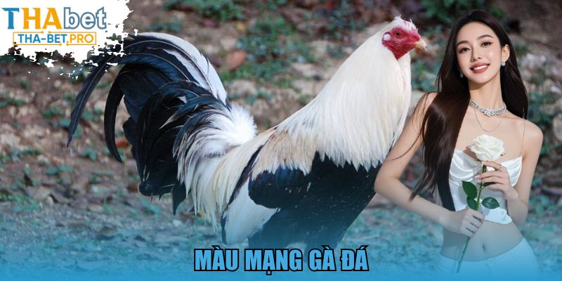 màu mạng gà đá