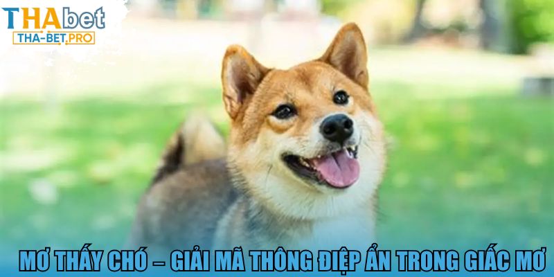 Mơ thấy chó - Giải mã thông điệp ẩn trong giấc mơ 