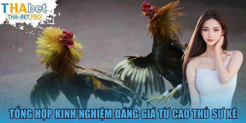 Tổng hợp kinh nghiệm đáng giá từ cao thủ sư kê
